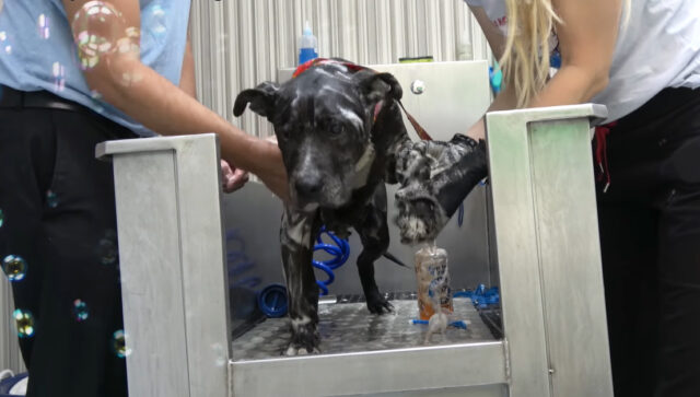 A senior dog was rescued after living for nearly a decade under a container 4