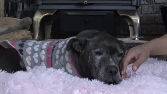 A senior dog was rescued after living for nearly a decade under a container 7