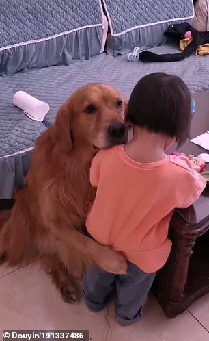 Loyal Golden Retriever Protects Crying Girl From Mother When Being Told Off 2