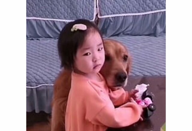 Loyal Golden Retriever Protects Crying Girl From Mother When Being Told Off I 2 scaled 1