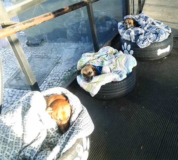 bus station opens doors stray dogs brazil 1 59130bff71357 605