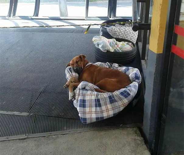 bus station opens doors stray dogs brazil 2 59130c019a18c 605