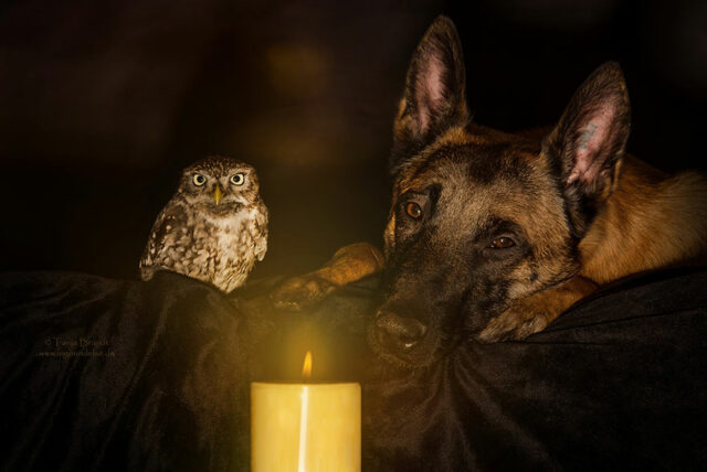 ingo else dog owl friendship tanja brandt 1