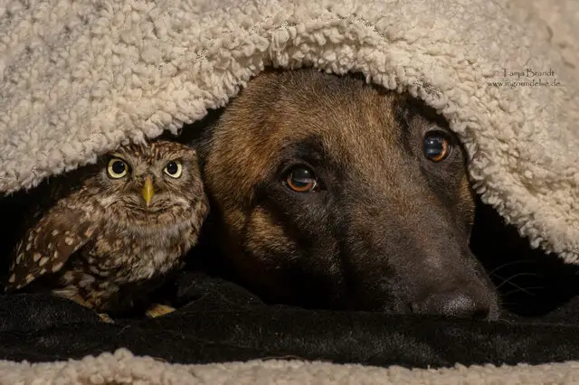 ingo else dog owl friendship tanja brandt 10