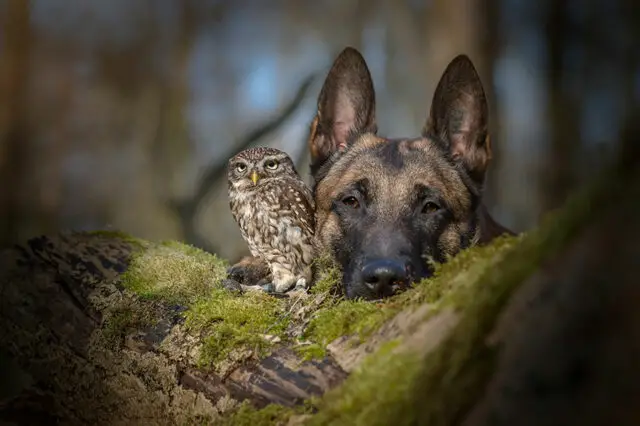 ingo else dog owl friendship tanja brandt 4