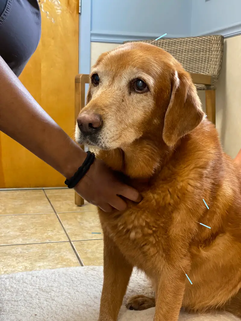 Cayenne - a dog getting acupuncture - I love my dog so much