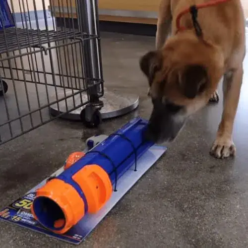 Dog plays with toys at pet store