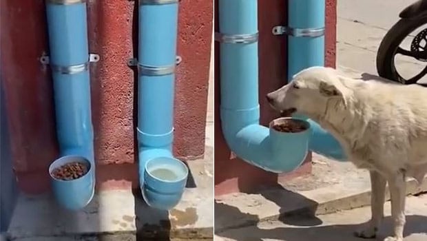 Man Creates Food And Water Dispenser For Stray Dogs | I Love My Dog So Much