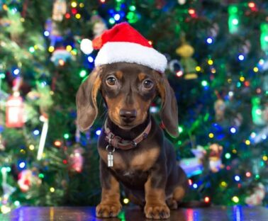 dog christmas hat Pet friendly London restaurant