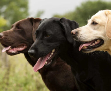 Beautiful Labrador Dogs