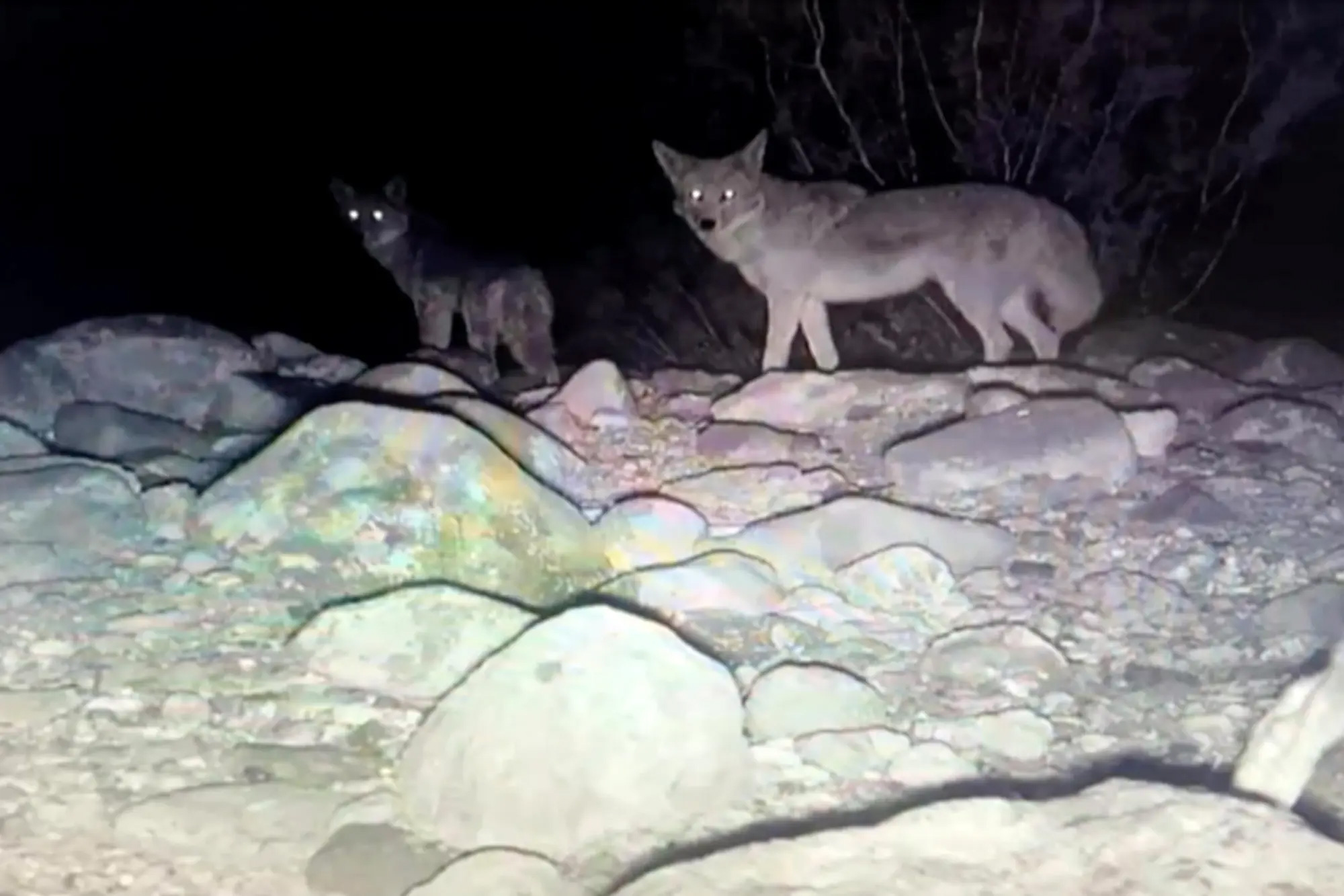Coyotes at night in Nevada