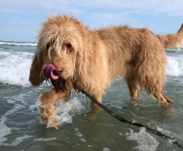 light haired dog walking in body of water on a leash with its tongue out on a sunny day