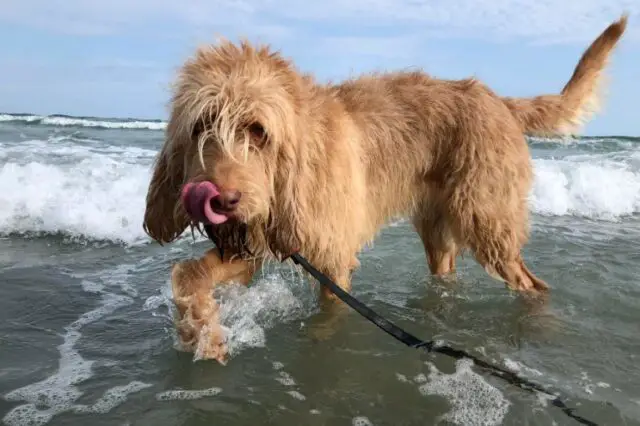 light haired dog walking in body of water on a leash with its tongue out on a sunny day