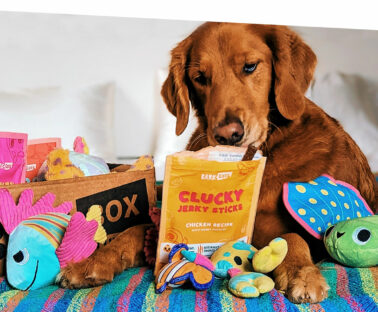 Red colored large Golden Retriever dog sniffs yellow treat bag from BarkBox subscription. Dog is laying facing the camera on a multi-colored striped dog bed with various toys and treats around it. BarkBox delivery box is in the left of the frame.