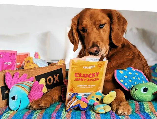 Red colored large Golden Retriever dog sniffs yellow treat bag from BarkBox subscription. Dog is laying facing the camera on a multi-colored striped dog bed with various toys and treats around it. BarkBox delivery box is in the left of the frame.