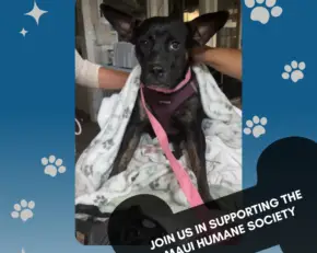 Medium sized black dog with perked ears is covered in a blanket by two Maui Humane Society volunteers.