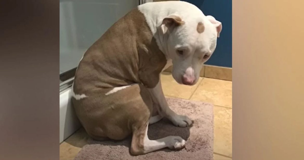 Pit Bull was finally rescued from a local family